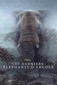 Ghost Elephants